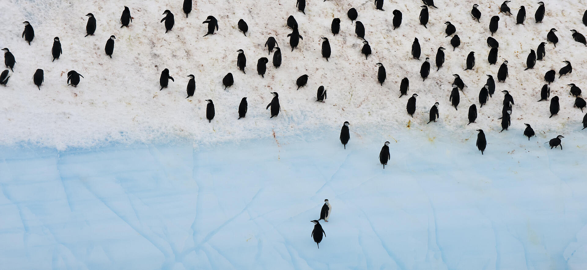 Penguins on an ice floe, seen from above